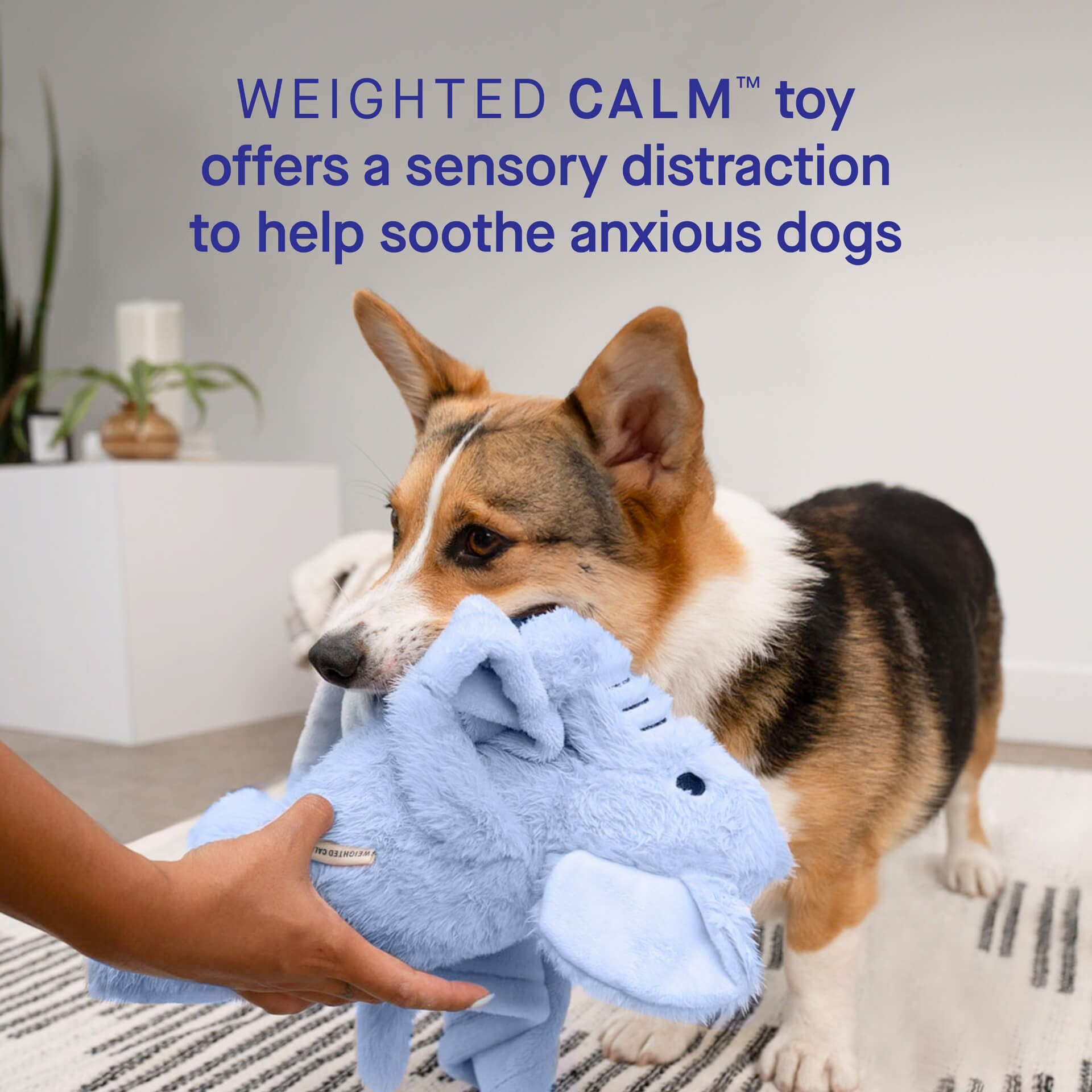 Weighted Calming Toy - WV33