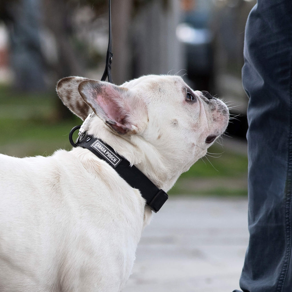 Waterproof Collar - 39C9