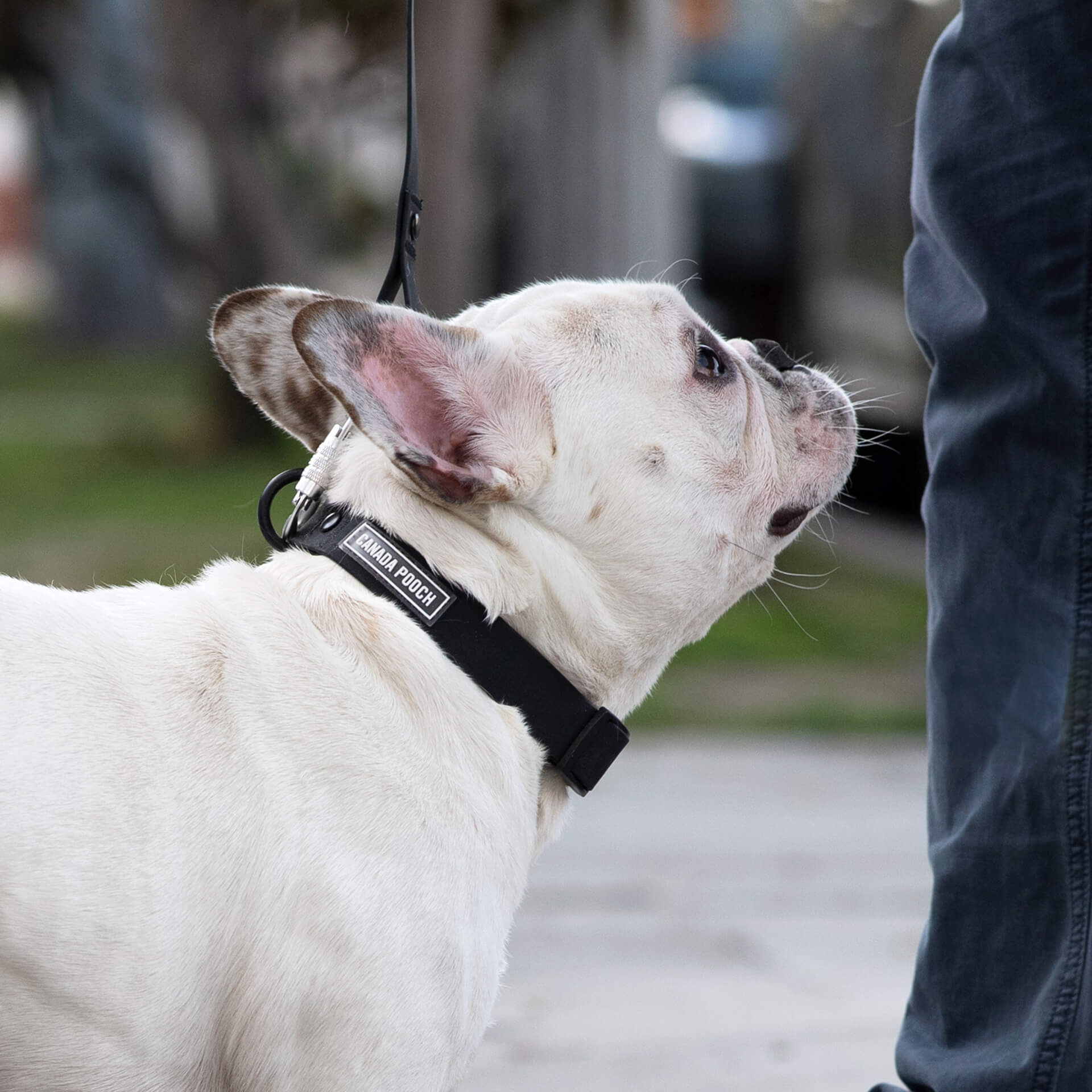 Waterproof Collar - 39C9