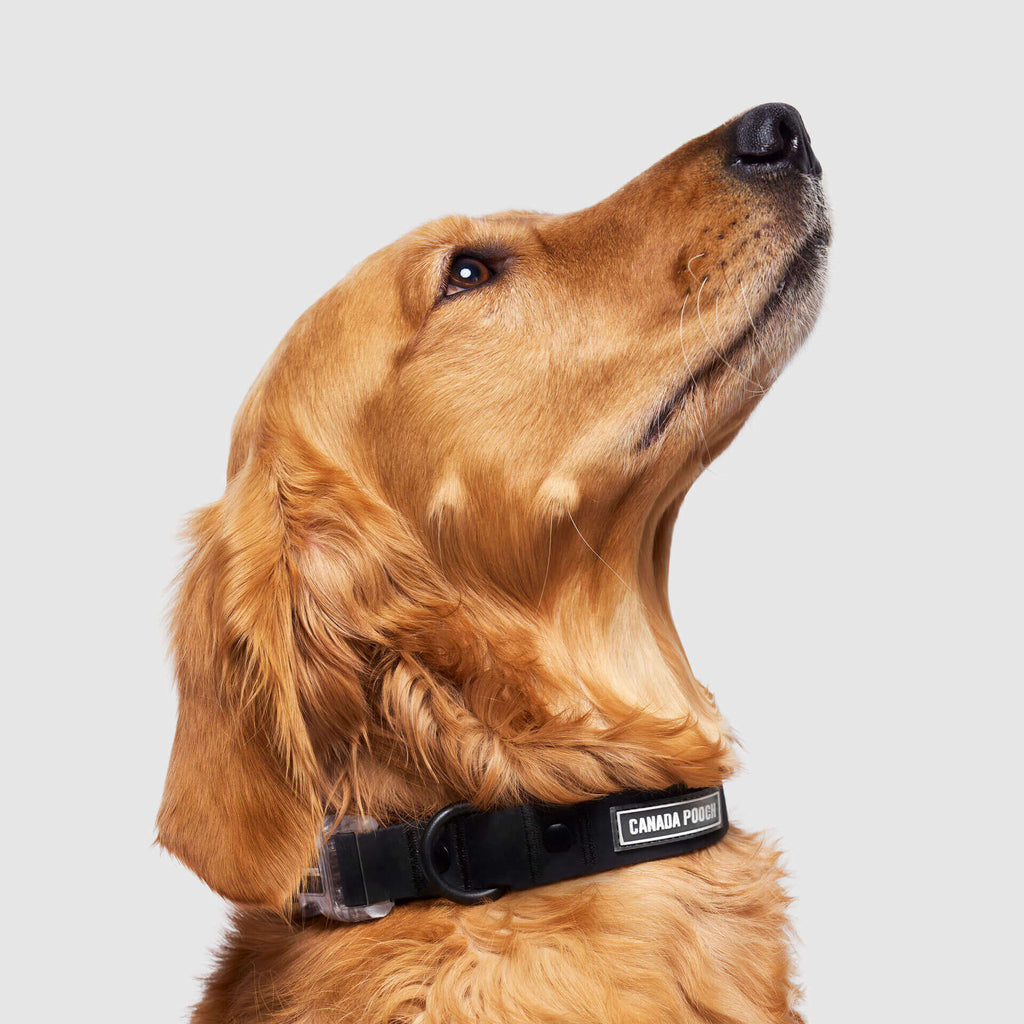 Waterproof Collar - 39C9