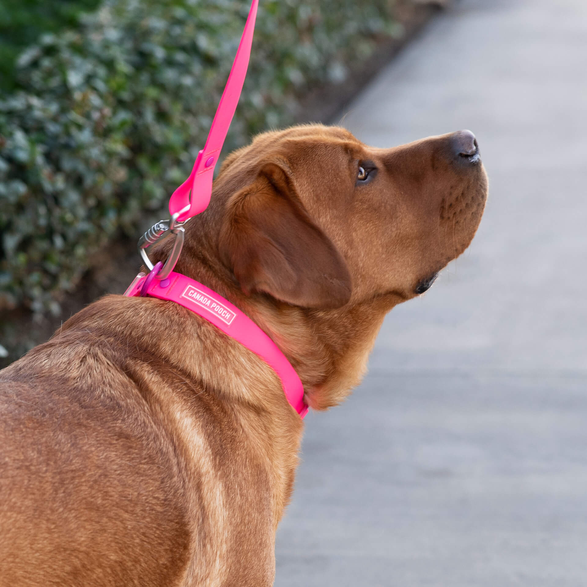 Waterproof Collar - 39C9
