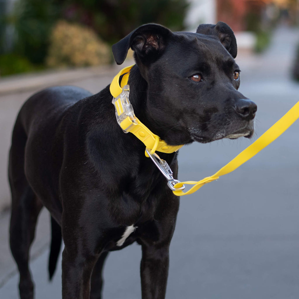 Waterproof Leash - ESFA