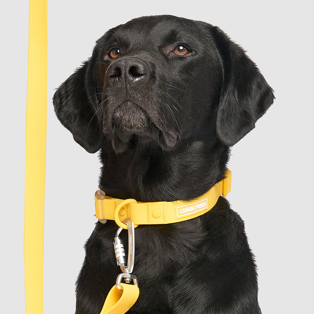 Waterproof Collar - 39C9