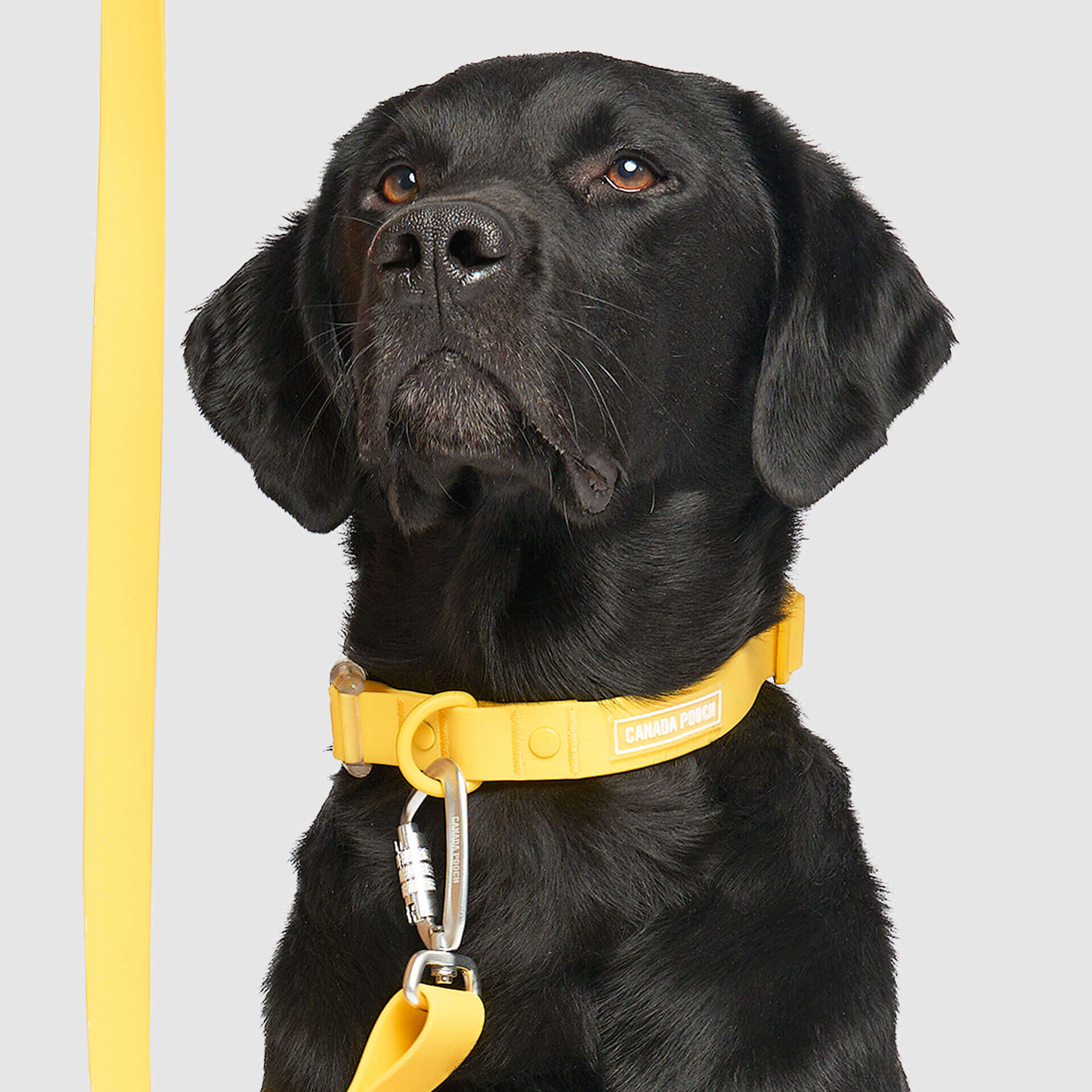 Waterproof Collar - 39C9