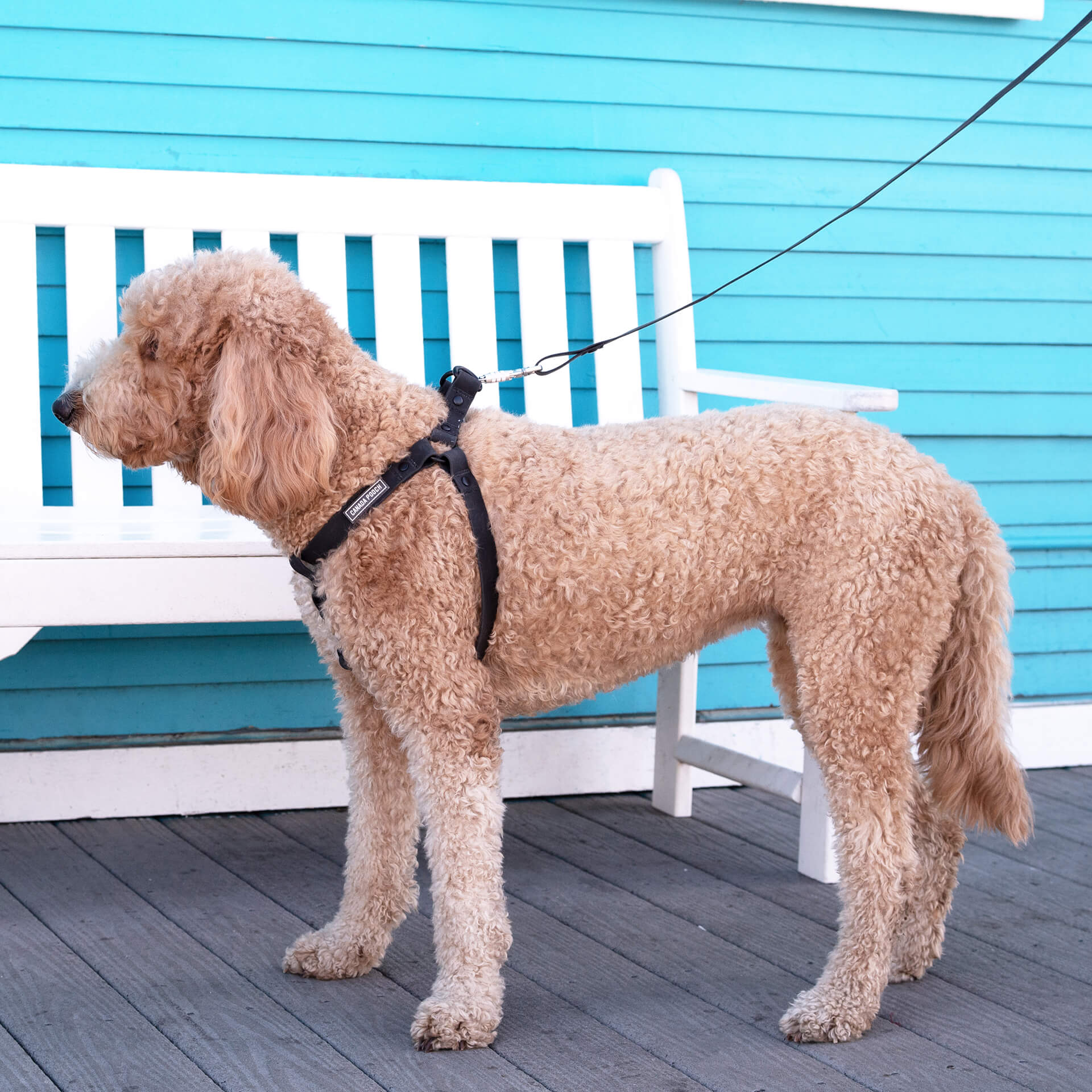 Waterproof Leash - ESFA