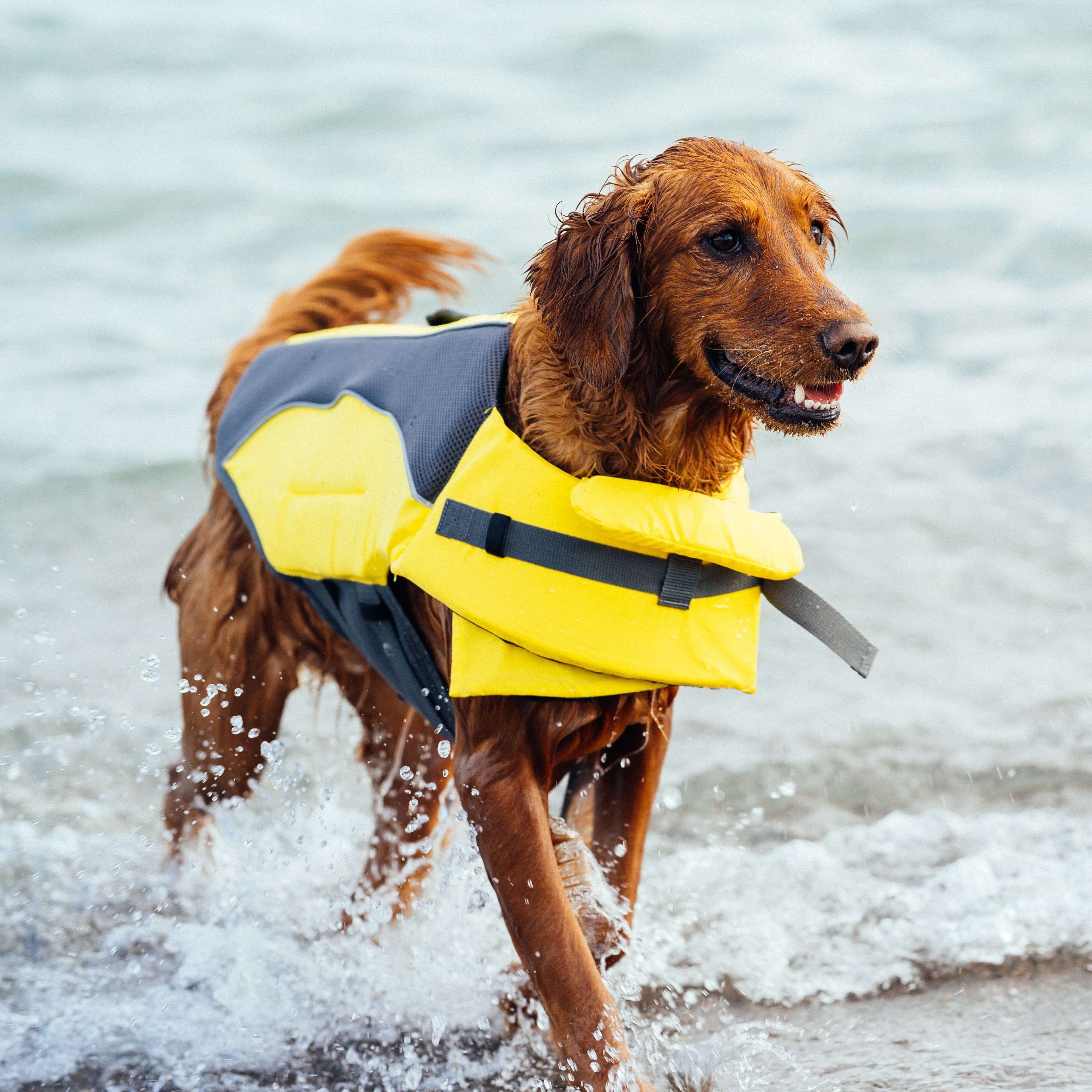 Wave Rider Life Jacket - DVGP